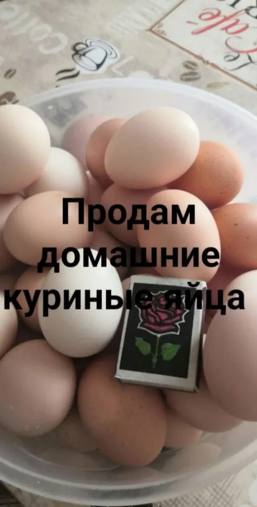 куриные яйца в Симферополе и республике Крым