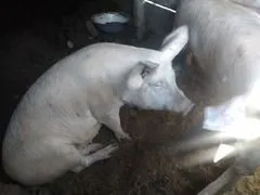мясо Свинины в Белогорске