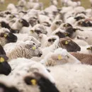 В Крыму проводят масштабное искусственное осеменение овец