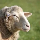 Крымскому агропредприятию присвоен статус племрепродуктора по разведению овец цигайской породы