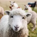 Передовое хозяйство в Крыму разводит ценные молочные и мясные породы овец