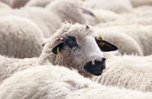 Поголовье овец в Крыму выросло на трех видах господдержки 