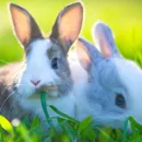 Крымские учёные вывели уникальную породу кроликов