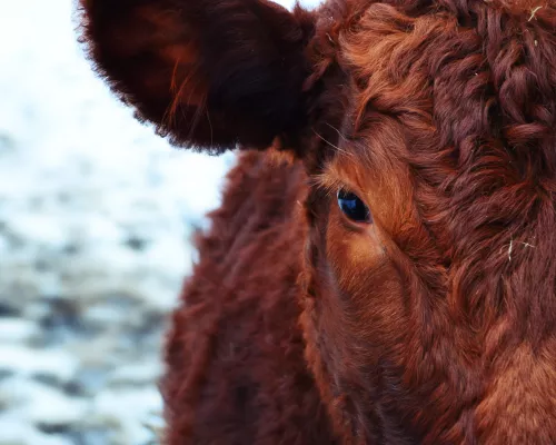 В Крым завезли крупный рогатый скот одной из редких пород