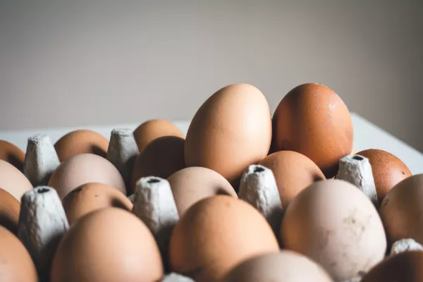 За 9 мес. всеми категориями хозяйств Крыма произведено больше 240 млн штук куриных яиц