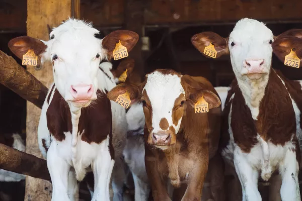 Карантин: в Белогорском районе Крыма выявили коров, больных бруцеллезом