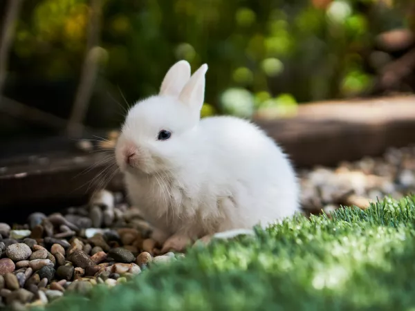 Мясо крымских кроликов появится на Кубани