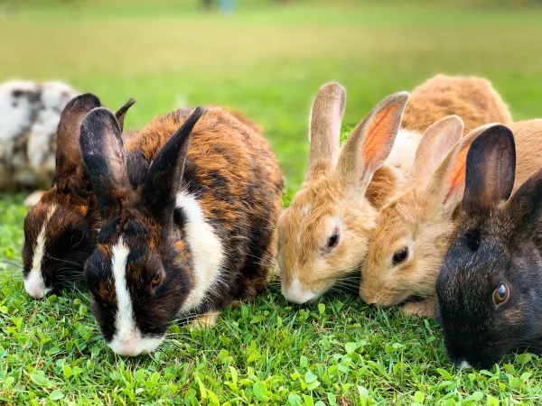 В Крыму создадут программы развития кролиководства и эфиромасличной отрасли